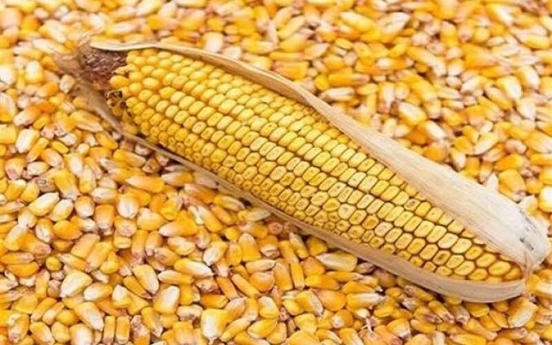 اعرف سعر طن الذرة الصفراء اليوم السبت 18 مايو 2024 في الأسواق المحلية