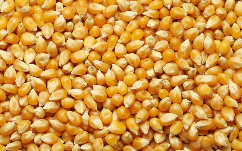 سعر طن الذرة الصفراء اليوم السبت 25 مايو 2024 في السوق المحلية