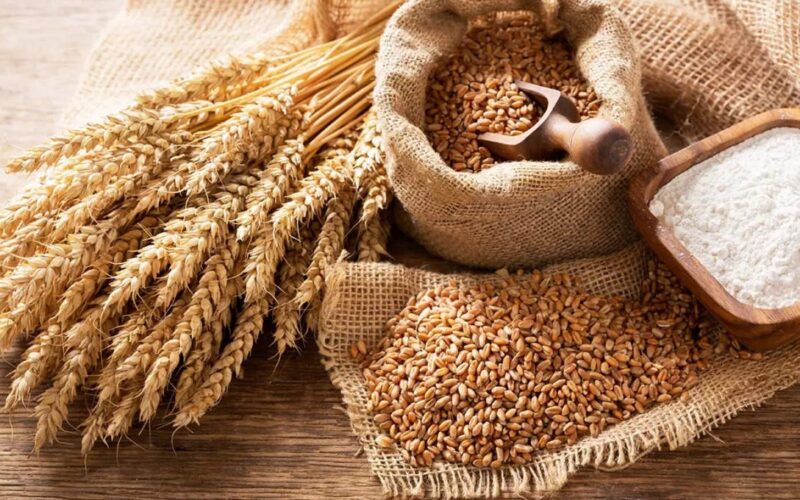 سعر طن القمح اليوم 25 مايو 2024 وبعض استخدمات القمح
