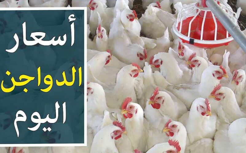 “كتاكيت وبيض” اسعار الفراخ اليوم الاحد 19 مايو 2024 وبجميع الاسواق المحلية