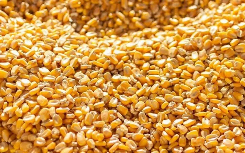 سعر طن الذرة الصفراء اليوم الأحد 26 مايو 2024 واخر اسعار الذرة البيضاء في الأسواق المصرية