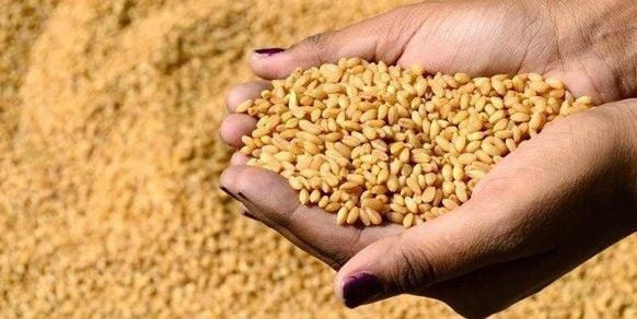 سعر طن القمح اليوم الأحد 2 يونيو 2024 وفقا لبوابة الأسعار المحلية والعالمية