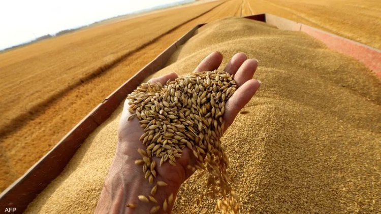 ارتفاع سعر اردب القمح اليوم الثلاثاء 4 يونيو 2024 فى الأسواق المحلية والعالمية
